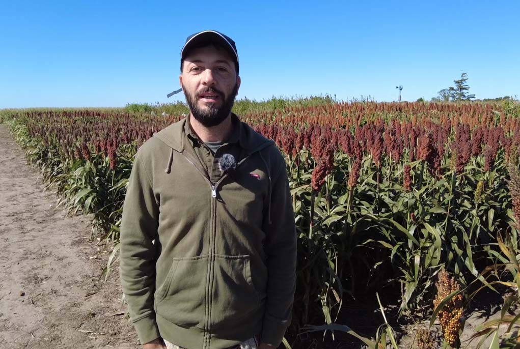 Sorgo: Control biológico de pulgón amarillo de la caña de azúcar